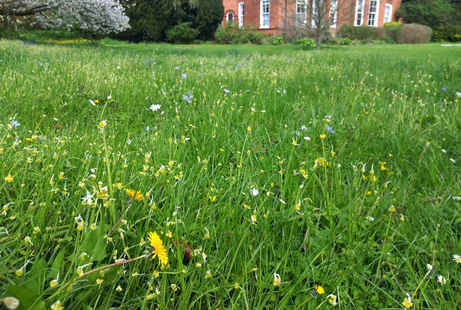 Long grass with white, yellow and blue wildflowers